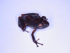 Pristimantis ventrimarmoratus