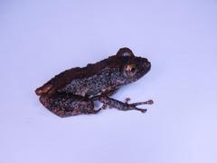 Pristimantis ventrimarmoratus