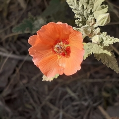 Sphaeralcea miniata