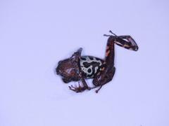 Pristimantis ventrimarmoratus