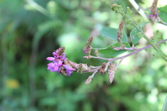 Desmodium jaliscanum