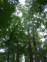 Populus heterophylla