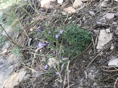 Hedeoma oblongifolia