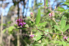 Desmodium jaliscanum