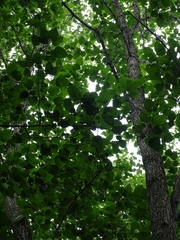 Populus heterophylla