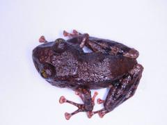 Pristimantis ventrimarmoratus