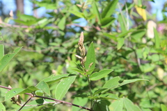 Desmodium jaliscanum