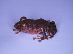 Pristimantis ventrimarmoratus