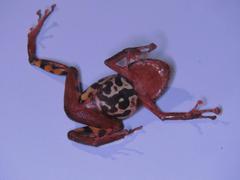 Pristimantis ventrimarmoratus
