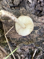 Lepiota brunneoincarnata