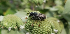 Megachile exilis