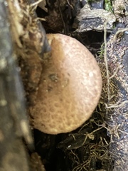 Lepiota brunneoincarnata
