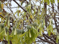 Gyrocarpus mocinoi