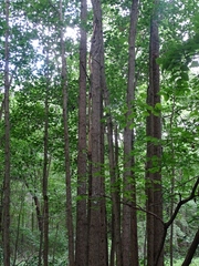 Populus heterophylla