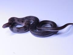 Erythrolamprus pygmaeus