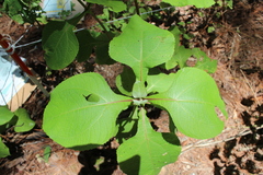 Rumfordia floribunda