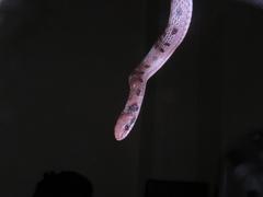 Erythrolamprus pygmaeus