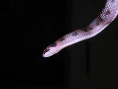 Erythrolamprus pygmaeus