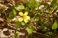 Ranunculus ophioglossifolius
