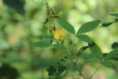 Crotalaria micans