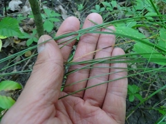 Carex tenera