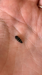 Acmaeodera macra
