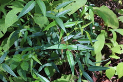 Desmodium cordistipulum