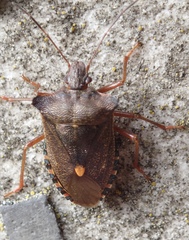 Pentatoma rufipes