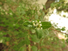 Lippia