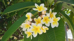 Plumeria