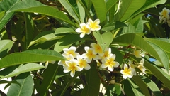 Plumeria
