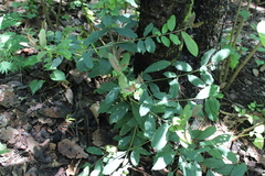 Ilex brandegeeana