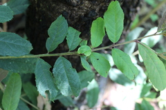 Ilex brandegeeana
