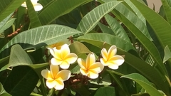 Plumeria