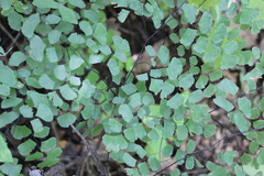 Adiantum amplum
