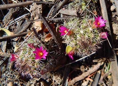Mammillaria sphacelata