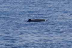 Mesoplodon
