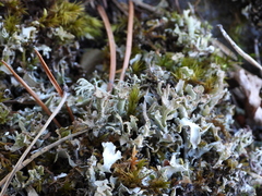Cladonia turgida