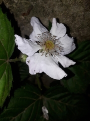 Rubus × loganobaccus