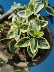 Magnoliopsida
