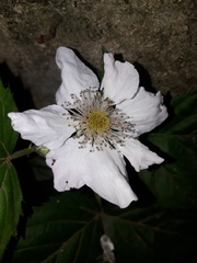 Rubus × loganobaccus