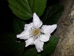 Rubus × loganobaccus