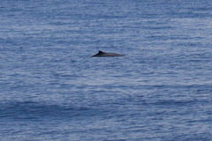 Mesoplodon