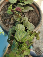 Magnoliopsida