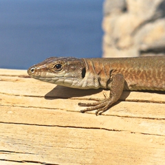 Podarcis siculus tyrrhenicus