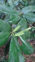 Manilkara bidentata