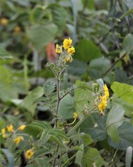 Solanum habrochaites