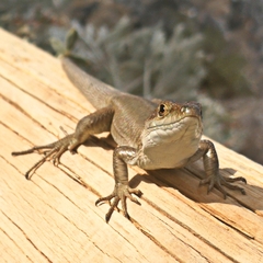 Podarcis siculus tyrrhenicus