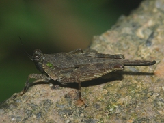 Systolederus cinereus