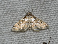 Pseudopyrausta santatalis